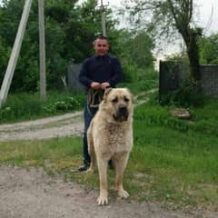 imported Kurdish Kangal male available for sale 0