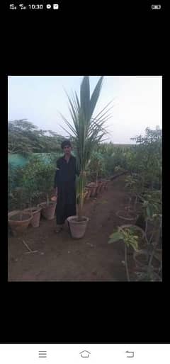 coconut tree for sale 0