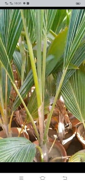 coconut tree for sale 2