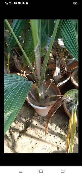 coconut tree for sale 4