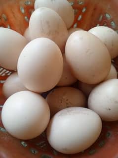 Aseel MiaynWali, Jawa Eggs