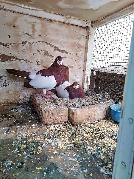 Lala alfi kachpara  khal  breeder pair  vip quality 2