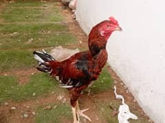 ASEEL HENS FOR SALE