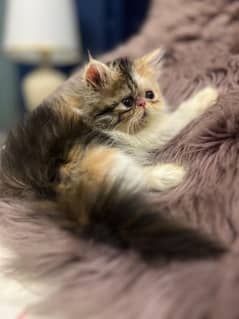 Calico Persian kitten