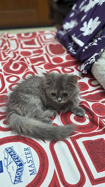 Persian cat 4