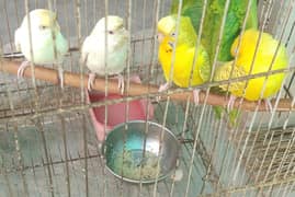 Two pair australian or budgie parrot incl red eye pair