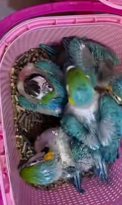 macaw parrot available for sale