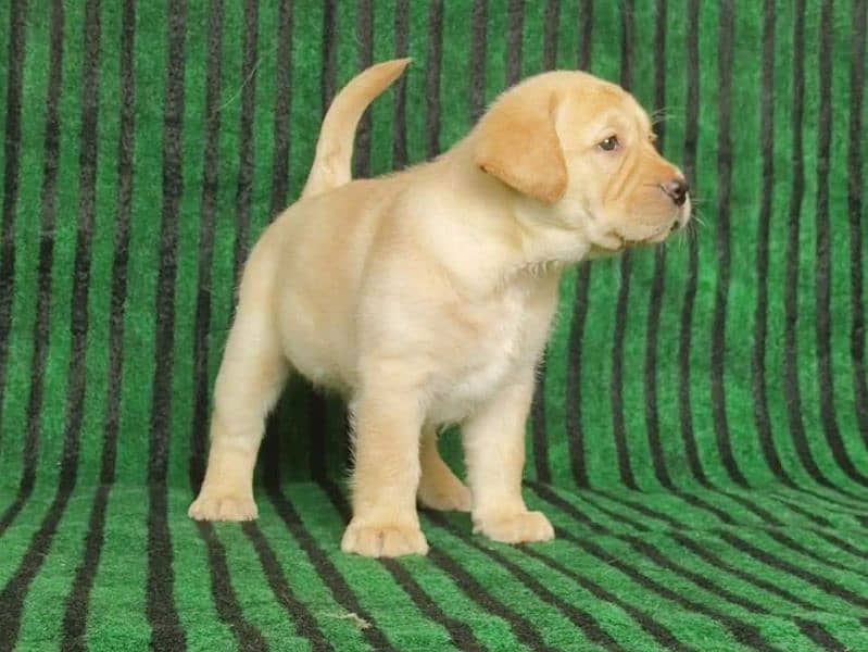 Labrador 1