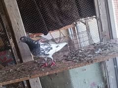 Pigeon