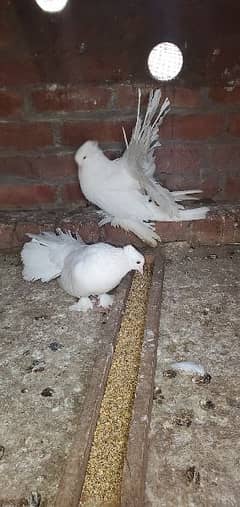 breeder pair for sale exchange b ho skty hain 0