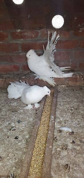 breeder pair for sale exchange b ho skty hain 0