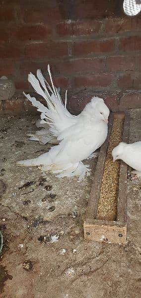 breeder pair for sale exchange b ho skty hain 1