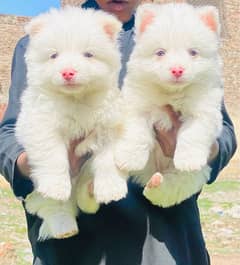 Russian pink nose zero saiz pair havey bone ful family dogs for sale