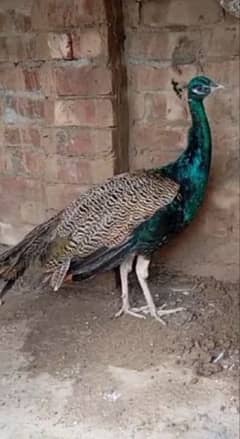 peacocks for sale pair (moor)