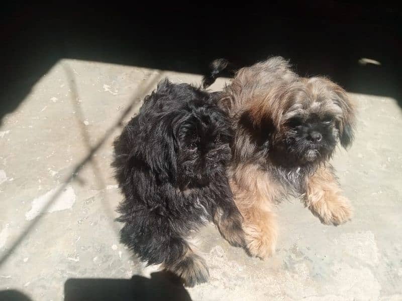 Pair Shihtzu Lover for sale 3