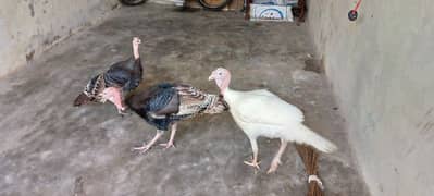 Turkey for sale 0