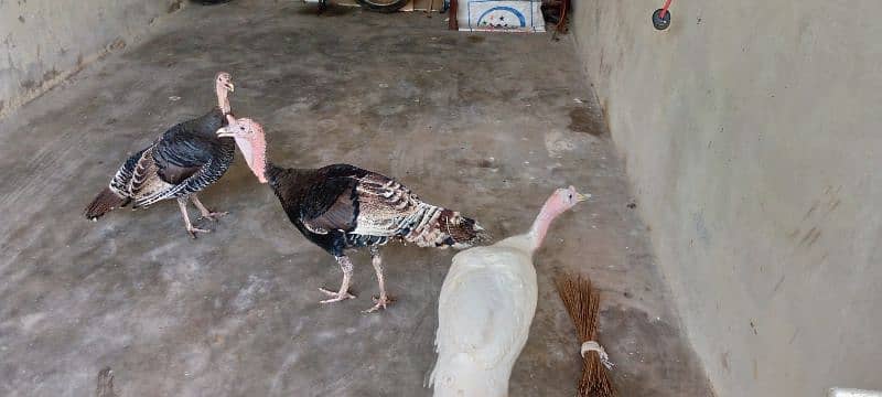 Turkey for sale 1