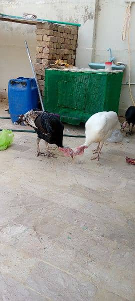 Turkey for sale 2