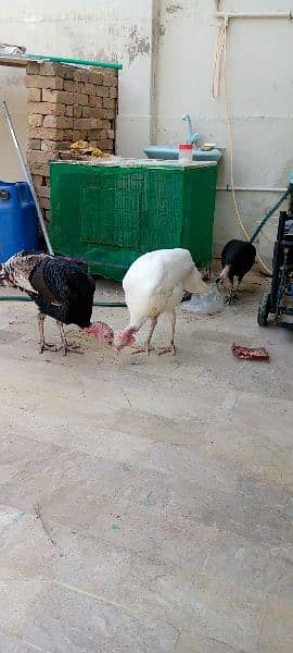 Turkey for sale 3