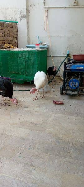 Turkey for sale 4