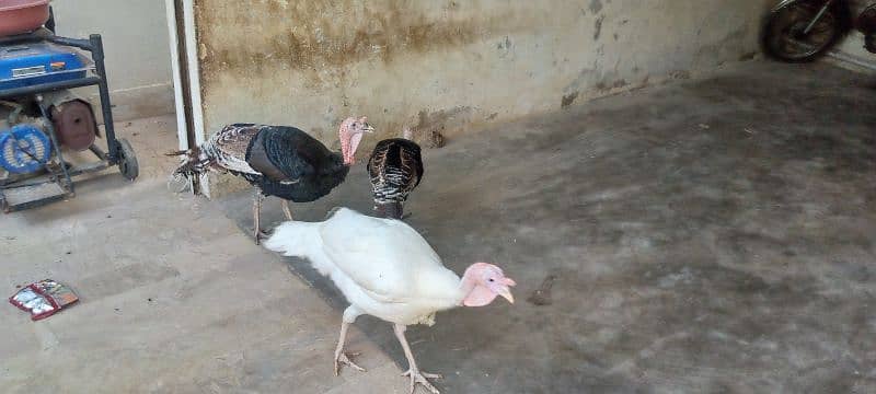 Turkey for sale 5