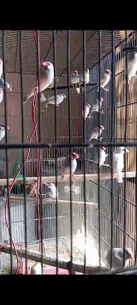 silver java birds sale age 2 year 1