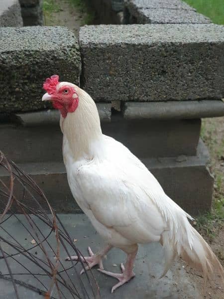 Pure White Heera Breed Male - 2 Years Old 0