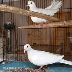 white doves breeding pairs and youngs (home breed)