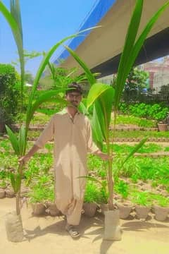 Coconut Tree/Plant