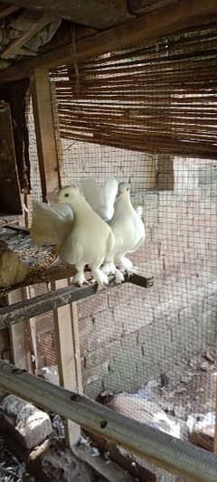 Laky Birds for Sale   1 Pair h