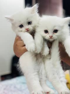 white kittens