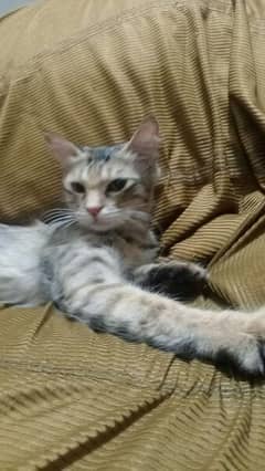 persian cat (ADOPTION)