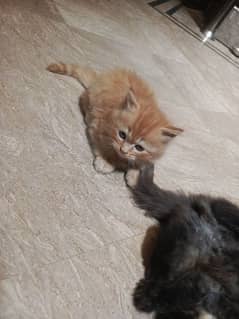 Persians kittens age 2 Month