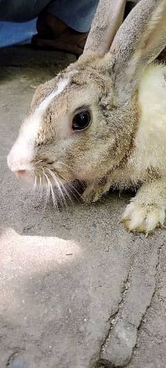 rabbits pairs with baby