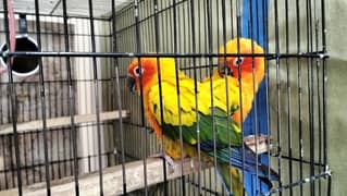 Sun Conure Breeder Pair with DNA