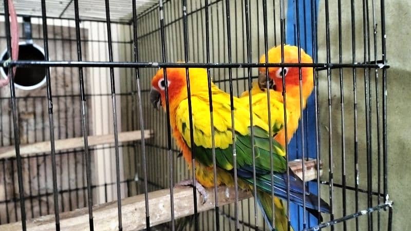 Sun Conure Breeder Pair with DNA 0