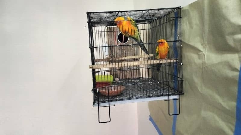 Sun Conure Breeder Pair with DNA 1