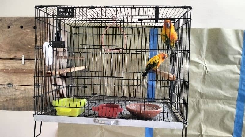 Sun Conure Breeder Pair with DNA 2