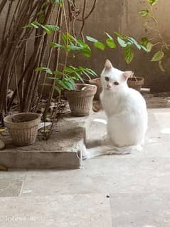 Persian Male Cat