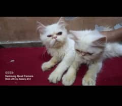 *Tittle*
Persian / Piki / Peki /cat / Tripple coat / Fluffy / Kitten