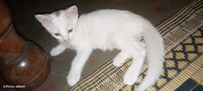 Perian female Kitten for sale