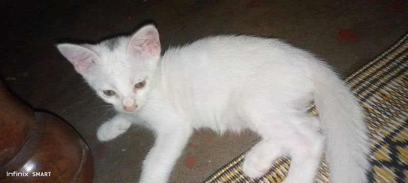 Perian female Kitten for sale 2