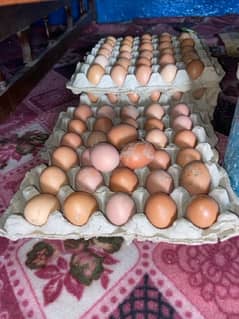 60 eggs daily 1 egg price Rs 30