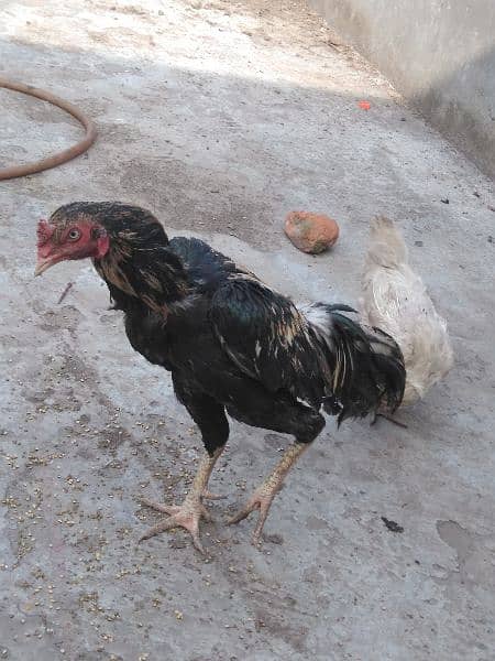 Aseel pair,Kani Madi ready to next breed jawa nar 6