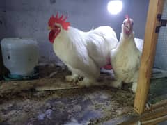 White bantam pair