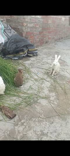 breeder rabbits available