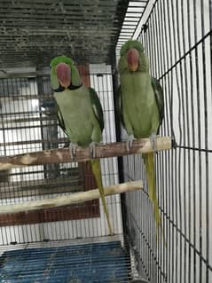 Raw parrot full breeder 0