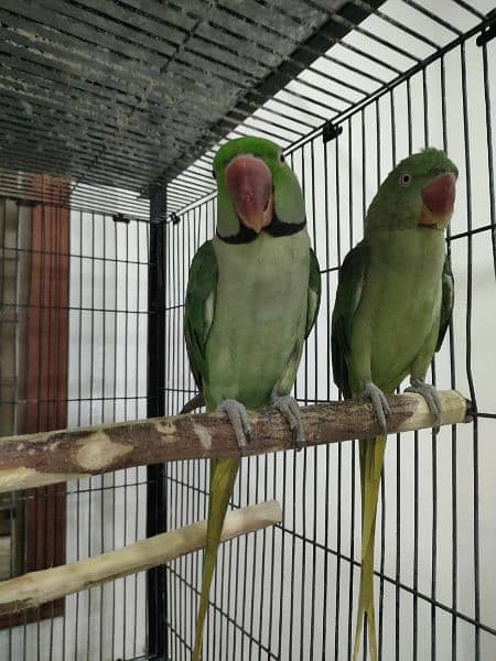 Raw parrot full breeder 1