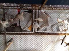 white silver and gray split white breeder pairs