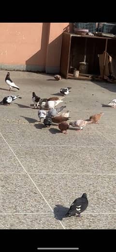 Fancy pigeons for sale